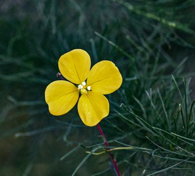 Seed Box flower  -Ludwigia alternifolia-