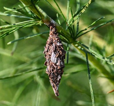 Bag Worm moth  -chrysalis-