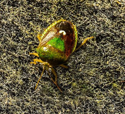 Brown & Green Stink bug -Danasa dimidiata-