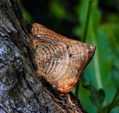 Triangular hard wood fungus