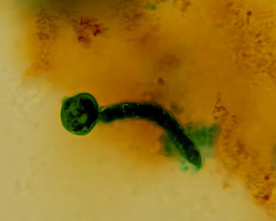Pollen germinating