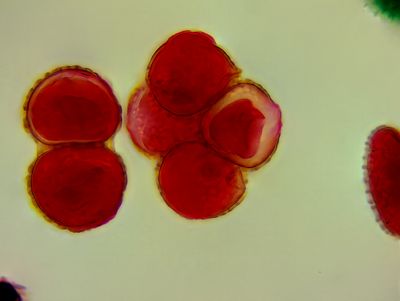 Meiosis of Lily pollen