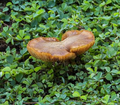 Brown Roll-Rim mushroom  -Paxillus involtus-