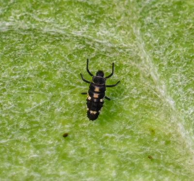 Propylea quatuordecimpunctata -Spotted Lady beetle larva-