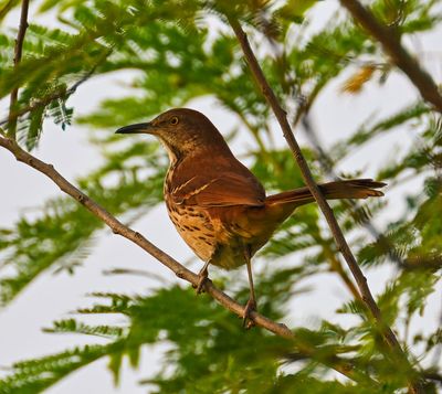 Brown Thrasher