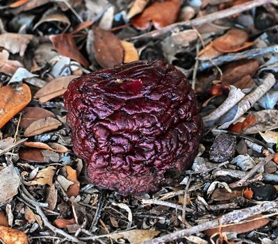 ..False Morel..