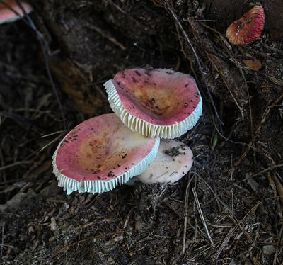 Red Russulas mushroom