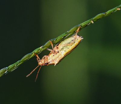 ..row of Rice Stink Bug breathing holes.. -spiracles-