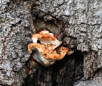 hard Tree Fungus