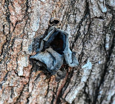 ..interesting tree fungus..