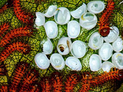 instar caterpillars just hatching  -Automerus io-