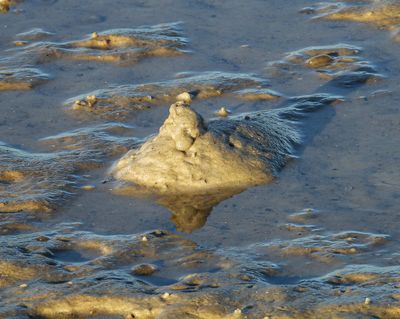 Ghost crab mound at the beach