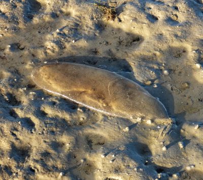 marine Lugworm  jelly egg sack