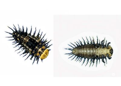 Coccinellidae scuminae -Metallic Blue Ladybug larva-