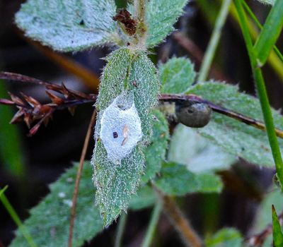 Dew on a spider nest
