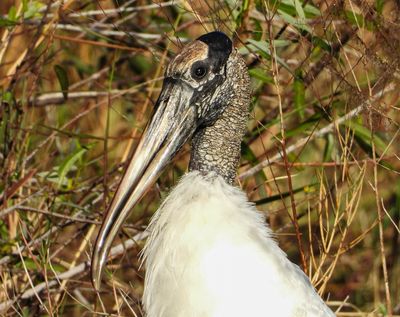 Wood Stork