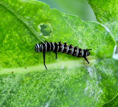 Queen butterfly caterpillar