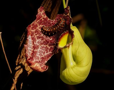 Polydamas butterfly caterpillar
