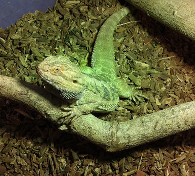 Bearded Dragon lizzard