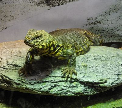 Spiney-tailed Lizzard -Uromastyx-