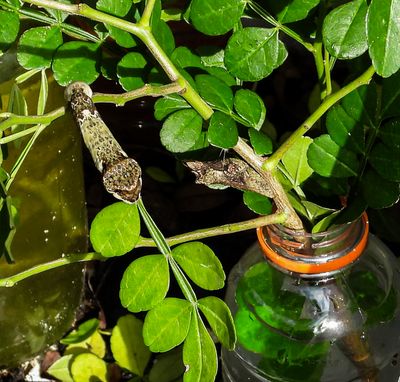 Giant Swallowtail  -caterpillar and chrysalis-