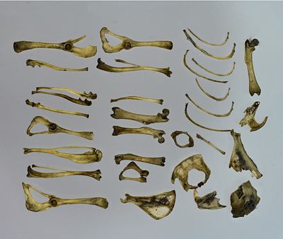 rodent leg, forearm and rib bones