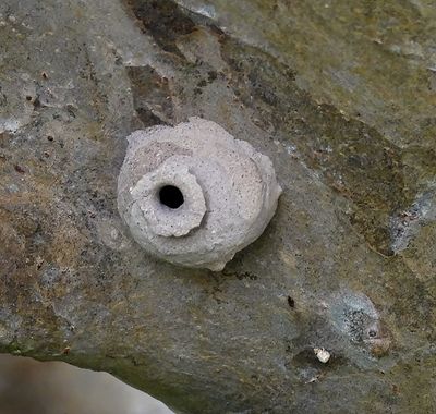 Black and Yellow mud dauber nest -unhatched-