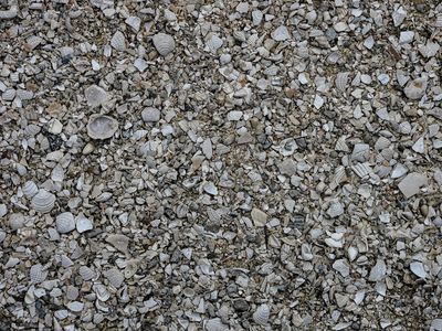 path made of shells