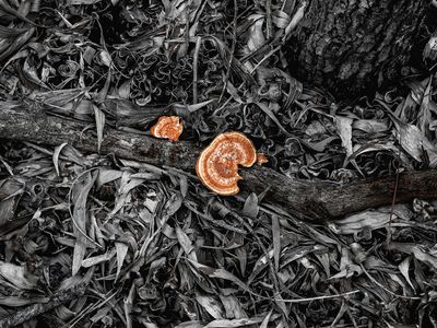 ..Red tree fungus..
