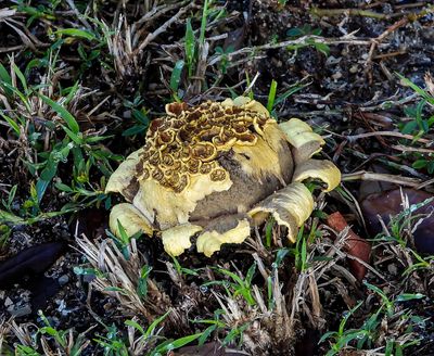 Geastrum fimbriatum mushroom