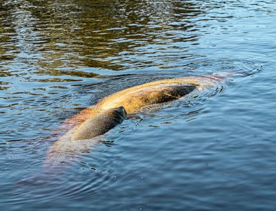 Mother Manatee and pup