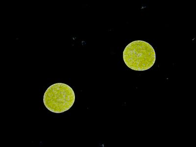 pair of marine Lugworm eggs