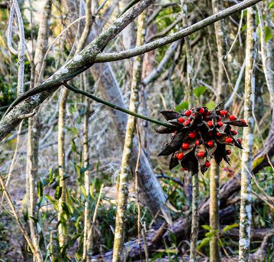 Florida Wild Flowers