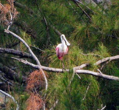 Roseate Spoonbill -in a tree-