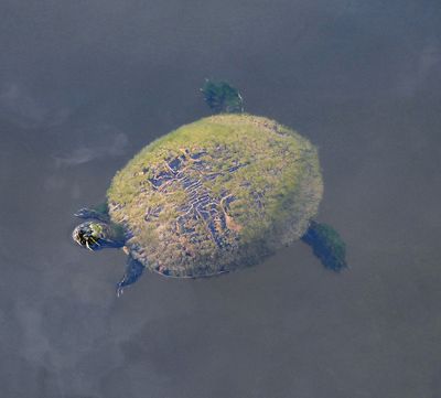Florida Chicken turtle -surfacing-