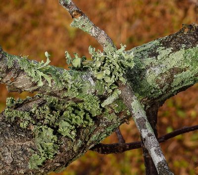 Wonderful world of Lichen