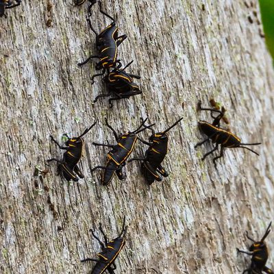 Eastern Lubber grasshopper nymphs