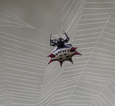 Spiny-Backed Orb weaver