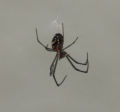 Black and Yellow Argiope