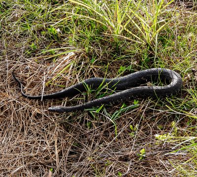 Black Rat snake