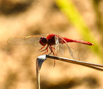 red Needham's Skimmer -Crocothemis servilla-