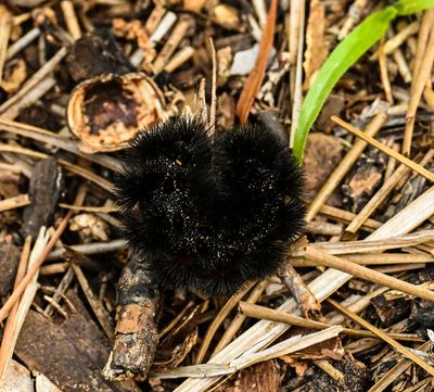 -Wooly Bear- defense pose