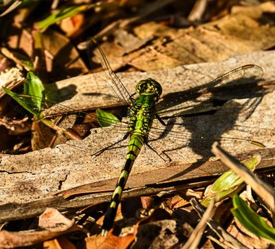 Pond Hawk dragonfly