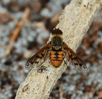 Bee fly -Neodiplocampta miranda-