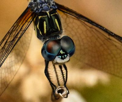Blue Dasher dragonfly