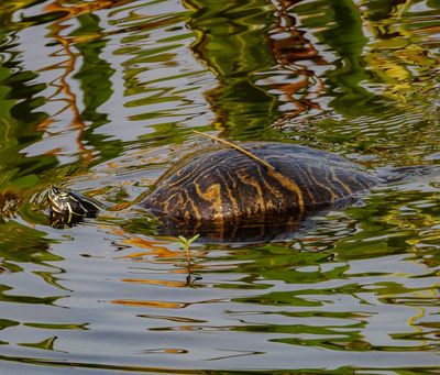 Florida Cooter turtle swimming