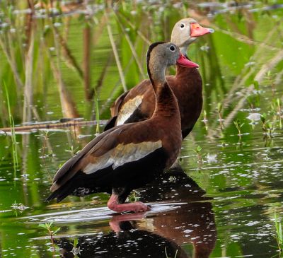 Black Bellied Whistling ducks