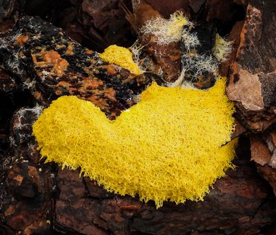 Slime mold leaving a trail