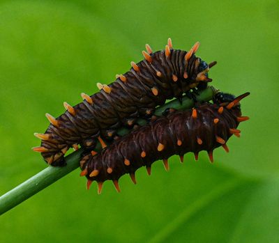 pair of Polydamas Swallowtail caterpillars