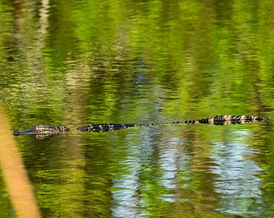 pond Alligator